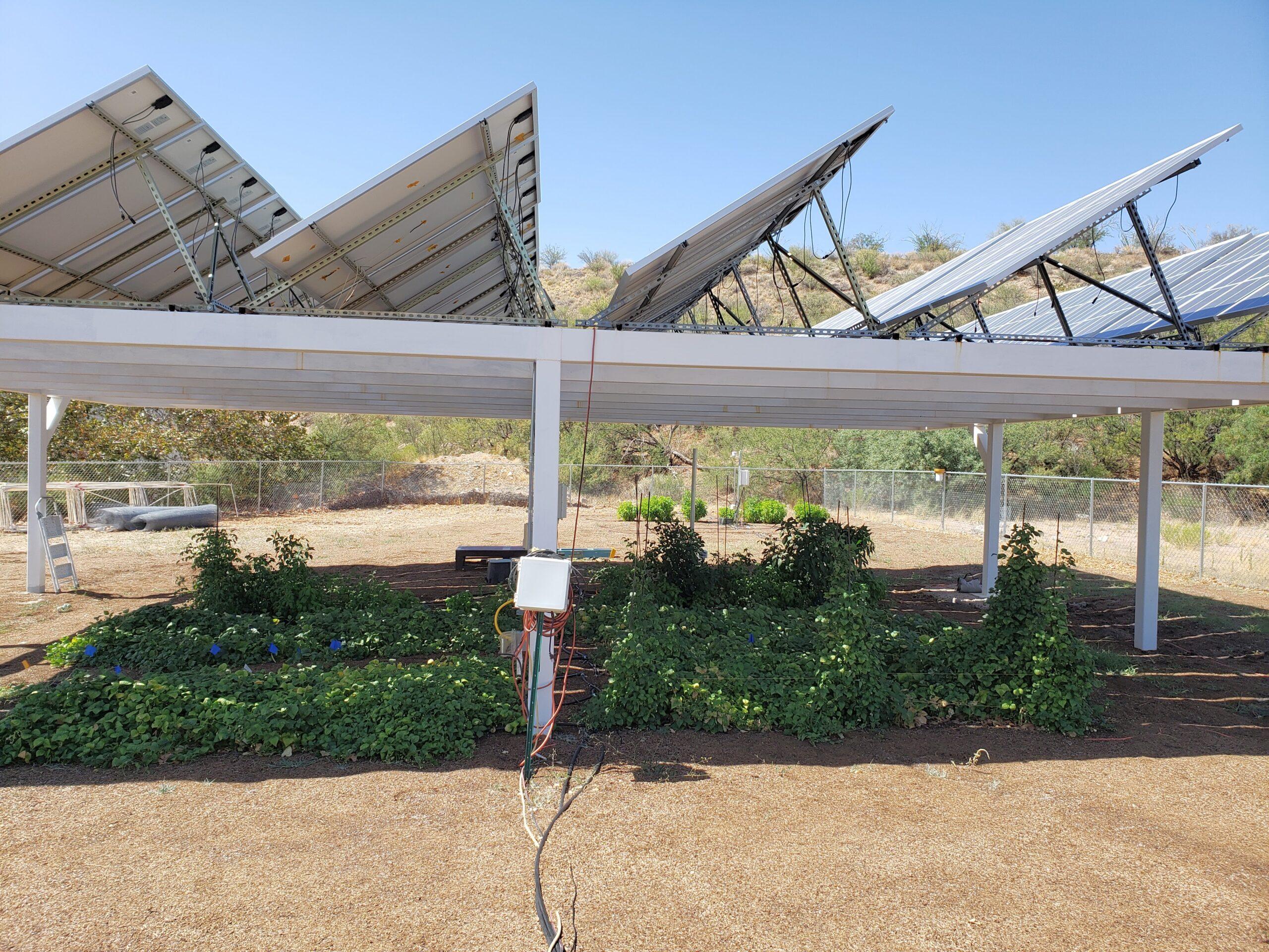 Biosphere agricultural research field with solar panels providing partial shade over organic vegetable crops